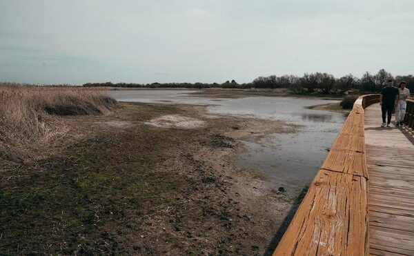 La lenta agonía de Las Tablas de Daimiel, tesoro de la biosfera: “No hay atisbo de solución”