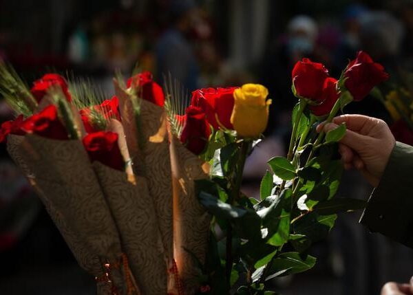 Por qué se regala una rosa el Día del Libro: la leyenda que explica esta tradición