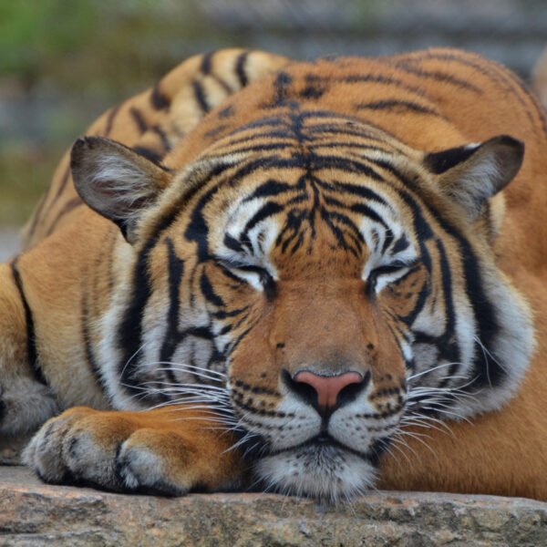 Pensarás que los tigres son felinos… pero no lo son