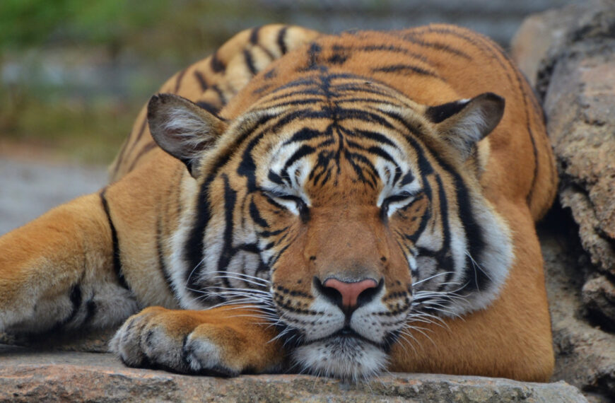 Pensarás que los tigres son felinos… pero no lo son