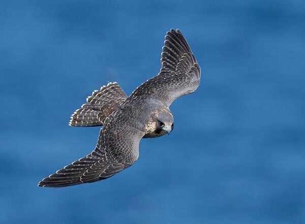 Halcón peregrino: una bala voladora a casi 400 km/h