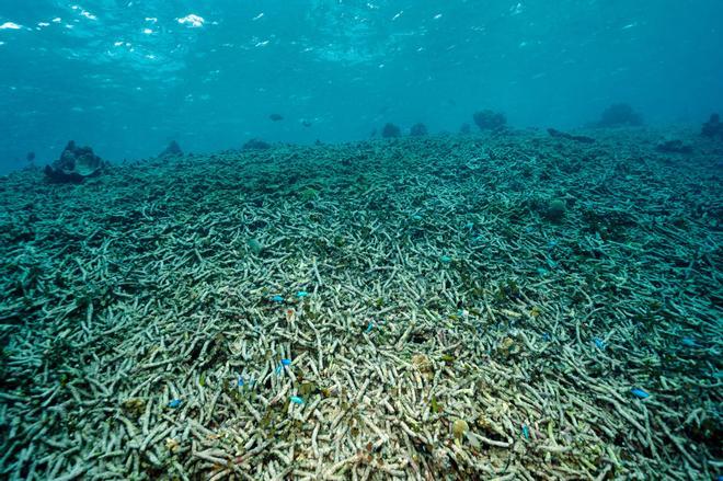 La acidificación de los océanos: un problema tan silencioso como devastador