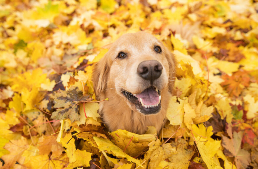 Golden retriever, los curiosos orígenes de una popular mascota