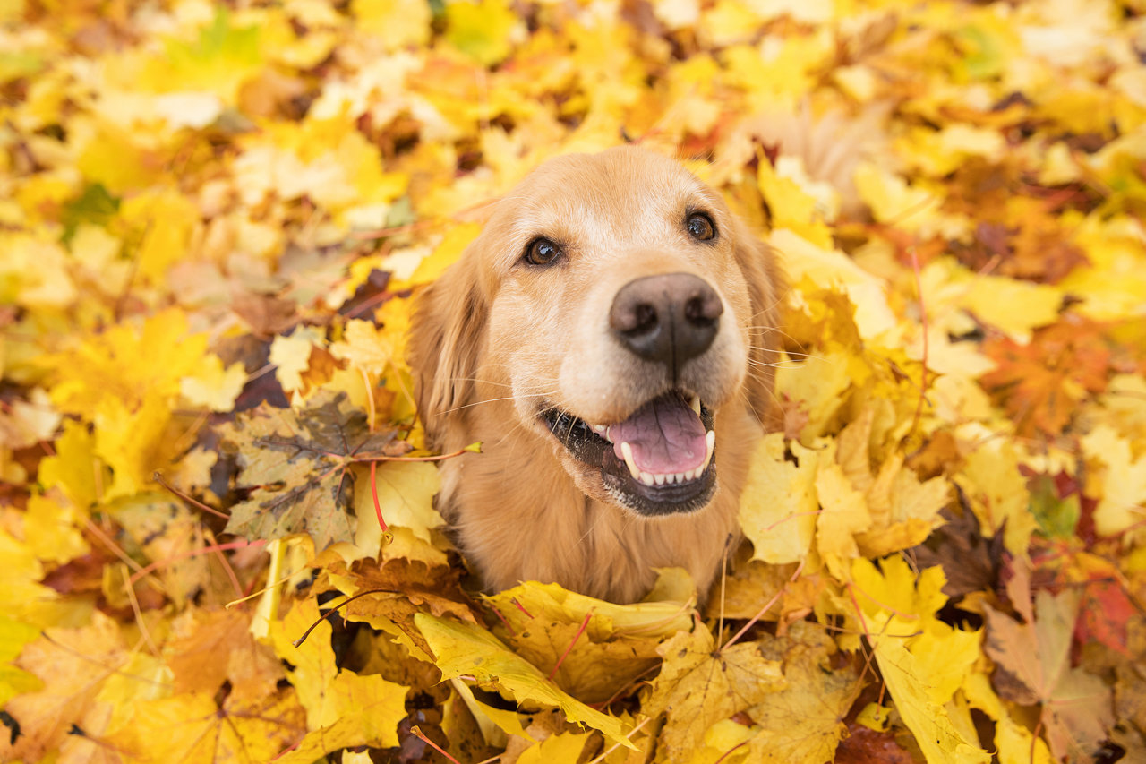 Golden retriever, los curiosos orígenes de una popular mascota