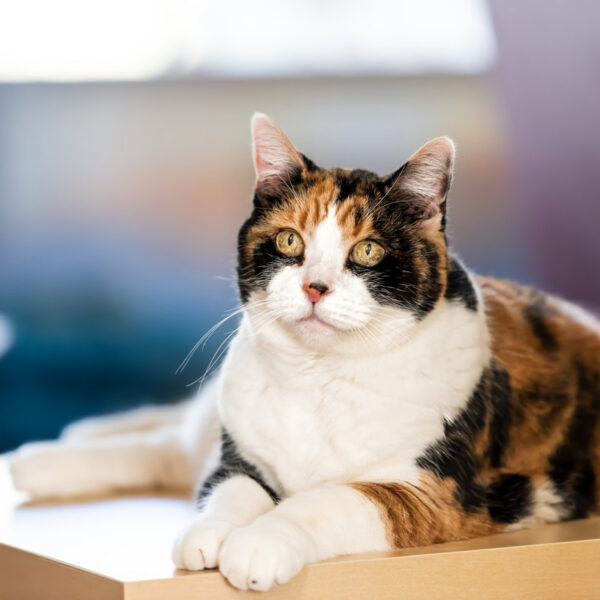 Casi todos los gatos tricolor son hembras, y este es el motivo