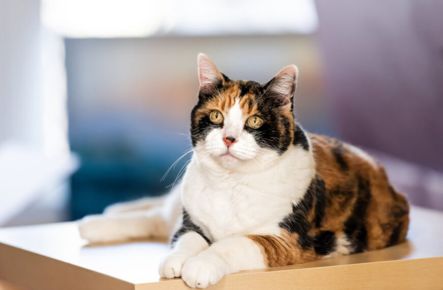 Casi todos los gatos tricolor son hembras, y este es el motivo