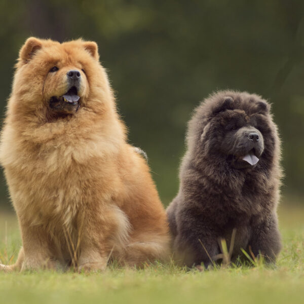 Perros “mutantes”: razas que no ladran o que tienen seis dedos