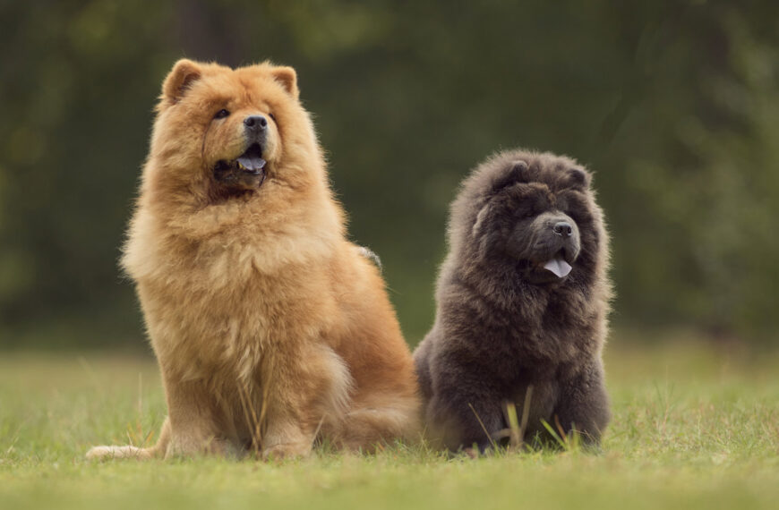 Perros “mutantes”: razas que no ladran o que tienen seis dedos