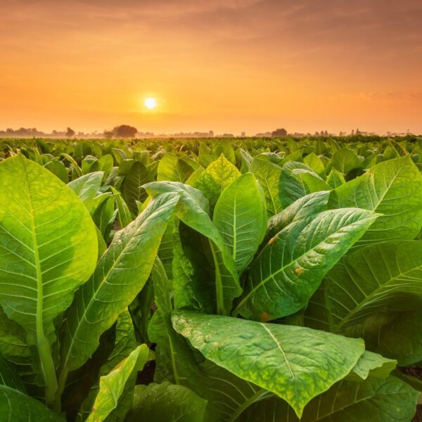 Plantas: las futuras fábricas de medicamentos