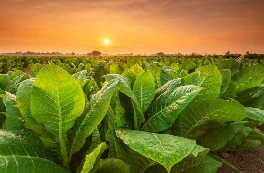 Plantas: las futuras fábricas de medicamentos