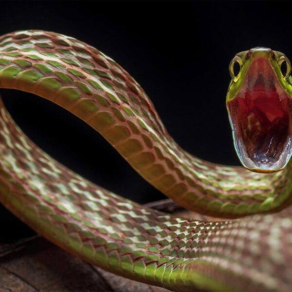 Engañar para sobrevivir: la serpiente de la vid de Cope