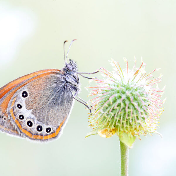 Los mejores trucos para fotografiar mariposas