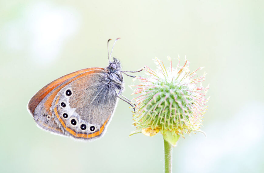 Los mejores trucos para fotografiar mariposas