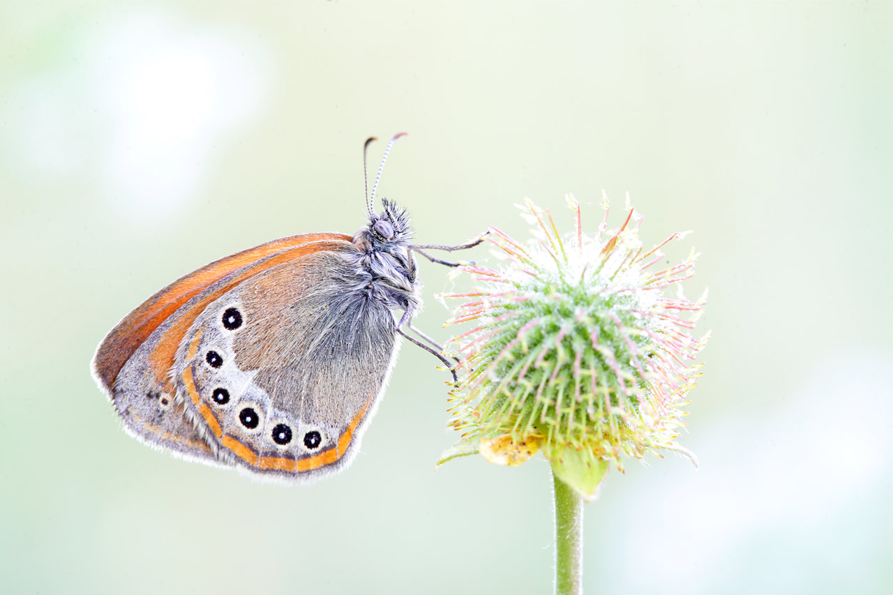 Los mejores trucos para fotografiar mariposas