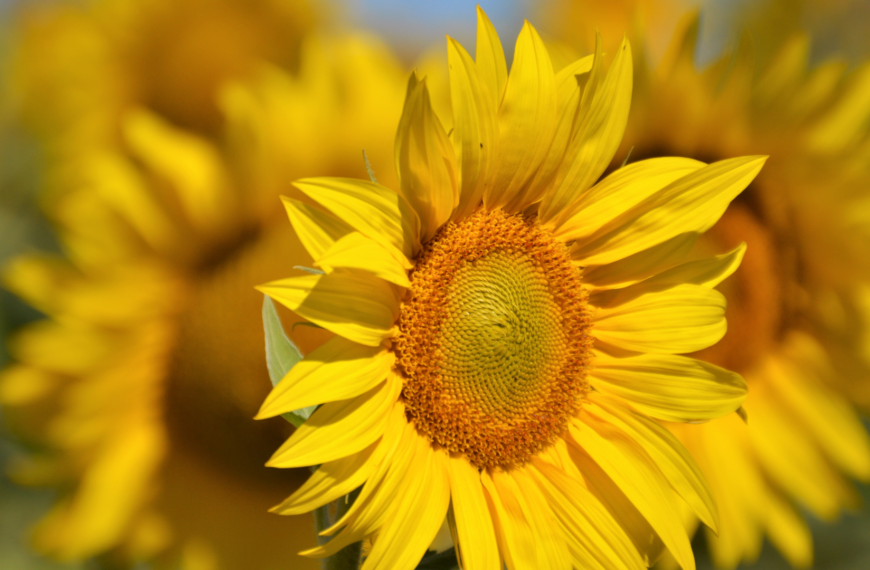 El Significado de Regalar Flores Amarillas en Septiembre